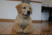 Cobe, a male Golden Retriever for sale in Nora Springs, IA – 7 of 8