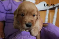 Laurie, a male Golden Retriever for sale in Nora Springs, IA – 3 of 3