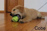 Cobe, a male Golden Retriever for sale in Nora Springs, IA – 2 of 8