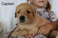 Captain, a male Golden Retriever for sale in Nora Springs, IA – 2 of 3