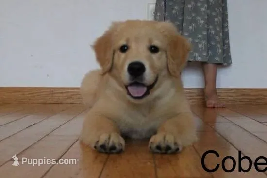 Cobe – Golden Retriever puppy for sale in Nora Springs, IA