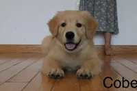 Cobe, a male Golden Retriever for sale in Nora Springs, IA – 1 of 8