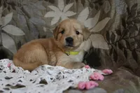 Tasha, a female Golden Retriever for sale in Nora Springs, IA – Photo 2 of 3