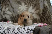Tasha, a female Golden Retriever for sale in Nora Springs, IA – Photo 1 of 3