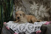 Tasha, a female Golden Retriever for sale in Nora Springs, IA – Photo 3 of 3