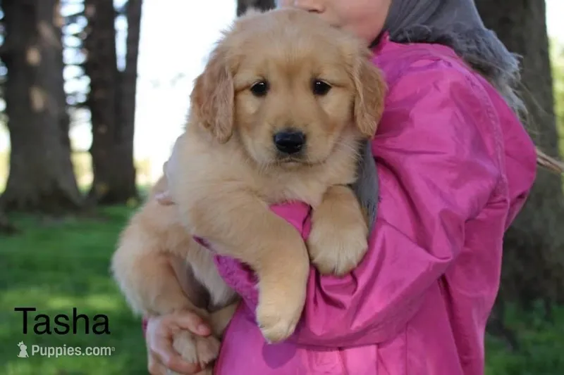 Tasha – Golden Retriever puppy for sale in Nora Springs, IA