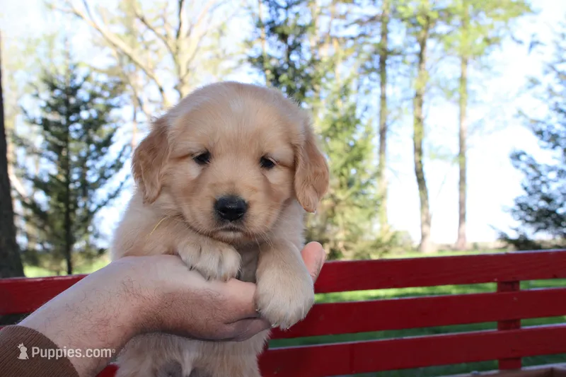 Tasha – Golden Retriever puppy for sale in Nora Springs, IA