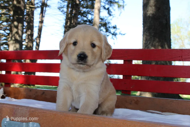 Tessa – Golden Retriever puppy for sale in Nora Springs, IA