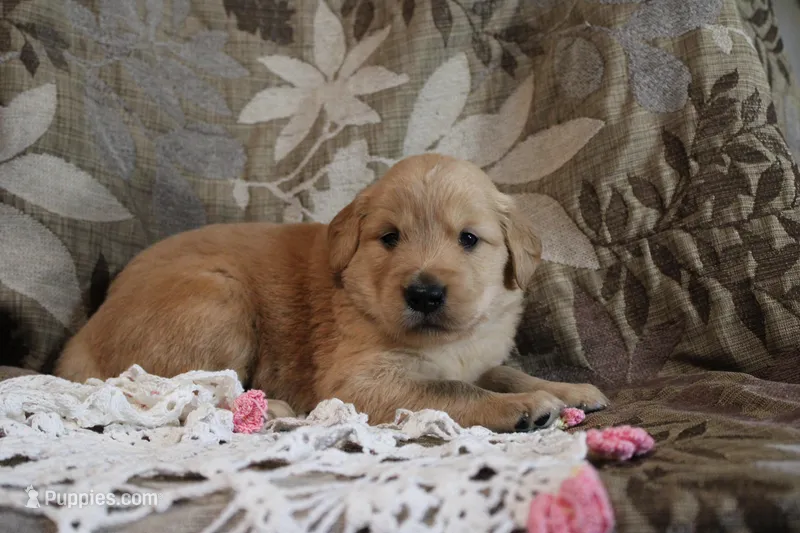 Tessa – Golden Retriever puppy for sale in Nora Springs, IA