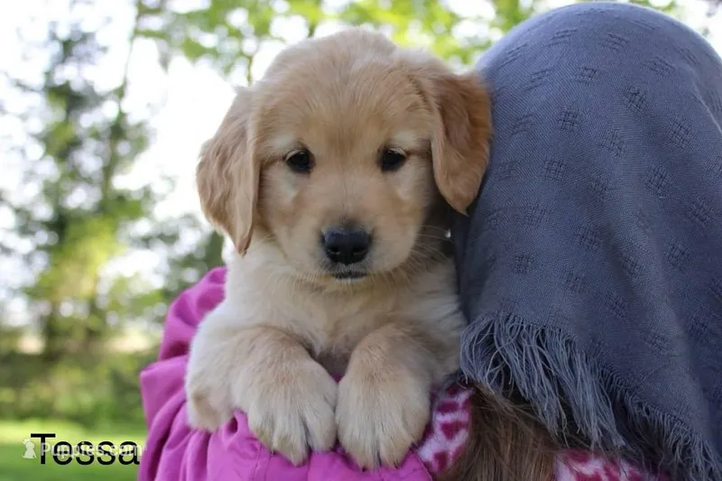 Tessa – Golden Retriever puppy for sale in Nora Springs, IA