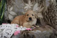 Tessa, a female Golden Retriever for sale in Nora Springs, IA – Photo 3 of 3