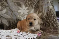 Tessa, a female Golden Retriever for sale in Nora Springs, IA – Photo 2 of 3