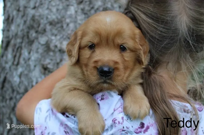 Teddy – Golden Retriever puppy for sale in Nora Springs, IA