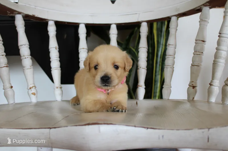 Bella – Golden Retriever puppy for sale in Nora Springs, IA