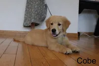 Cobe, a male Golden Retriever for sale in Nora Springs, IA – 8 of 8