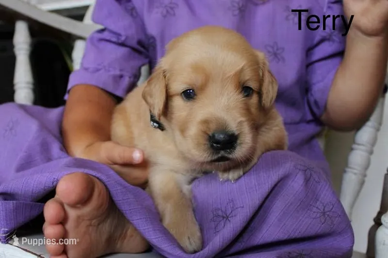Terry – Golden Retriever puppy for sale in Nora Springs, IA