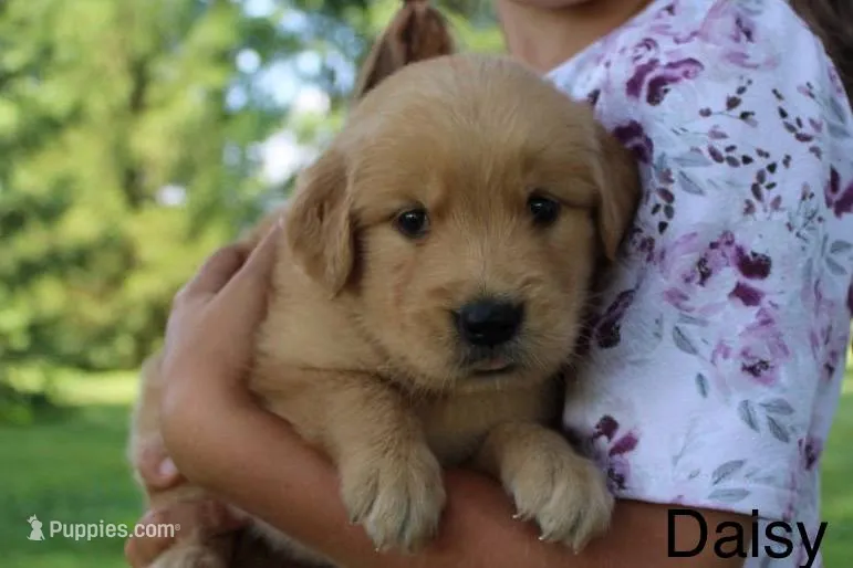 Daisy – Golden Retriever puppy for sale in Nora Springs, IA