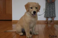 Cobe, a male Golden Retriever for sale in Nora Springs, IA – 4 of 8