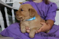 Treasure, a female Golden Retriever for sale in Nora Springs, IA – 3 of 3