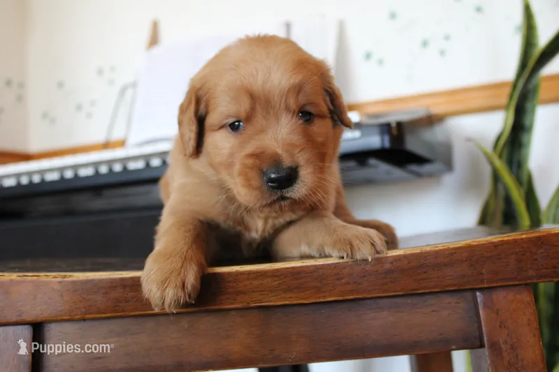 Tanner – Golden Retriever puppy for sale in Nora Springs, IA