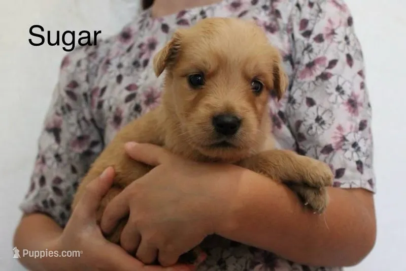 Sugar – Golden Retriever puppy for sale in Nora Springs, IA