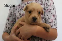 Sugar, a female Golden Retriever for sale in Nora Springs, IA – 1 of 3