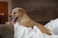 Prince, a male Golden Retriever for sale in Nora Springs, IA – Photo 2 of 4