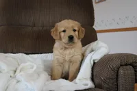 Prince, a male Golden Retriever for sale in Nora Springs, IA – Photo 1 of 4
