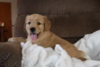 Prince, a male Golden Retriever for sale in Nora Springs, IA – Photo 3 of 4