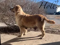 Prince, a male Golden Retriever for sale in Nora Springs, IA – Photo 4 of 4