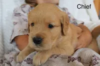 Chief, a male Golden Retriever for sale in Nora Springs, IA – 2 of 3