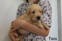 Twix, a male Golden Retriever for sale in Nora Springs, IA – 2 of 3