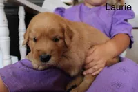 Laurie, a male Golden Retriever for sale in Nora Springs, IA – 2 of 3