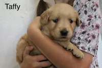 Taffy, a female Golden Retriever for sale in Nora Springs, IA – 2 of 3