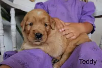 Teddy, a male Golden Retriever for sale in Nora Springs, IA – 2 of 3