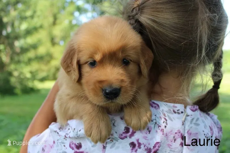 Laurie – Golden Retriever puppy for sale in Nora Springs, IA