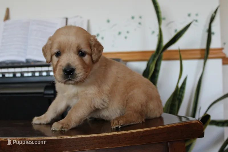 Snickers – Golden Retriever puppy for sale in Nora Springs, IA