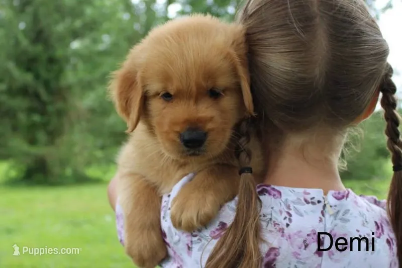 Demi – Golden Retriever puppy for sale in Nora Springs, IA