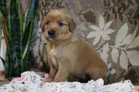 Trixie, a female Golden Retriever for sale in Nora Springs, IA – Photo 3 of 4