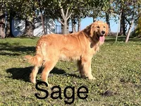 Female # 1, a female Golden Retriever for sale in Nora Springs, IA – Photo 2 of 2