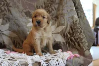 Trixie, a female Golden Retriever for sale in Nora Springs, IA – Photo 2 of 4