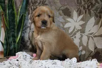 Trixie, a female Golden Retriever for sale in Nora Springs, IA – Photo 1 of 4