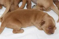 Female # 1, a female Golden Retriever for sale in Nora Springs, IA – Photo 1 of 2