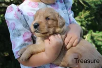 Treasure, a female Golden Retriever for sale in Nora Springs, IA – 2 of 3