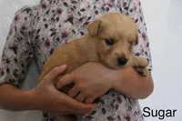 Sugar, a female Golden Retriever for sale in Nora Springs, IA – 3 of 3