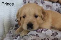 Prince, a male Golden Retriever for sale in Nora Springs, IA – 3 of 3