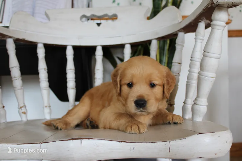Prince – Golden Retriever puppy for sale in Nora Springs, IA