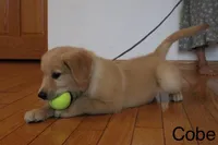 Cobe, a male Golden Retriever for sale in Nora Springs, IA – 5 of 8