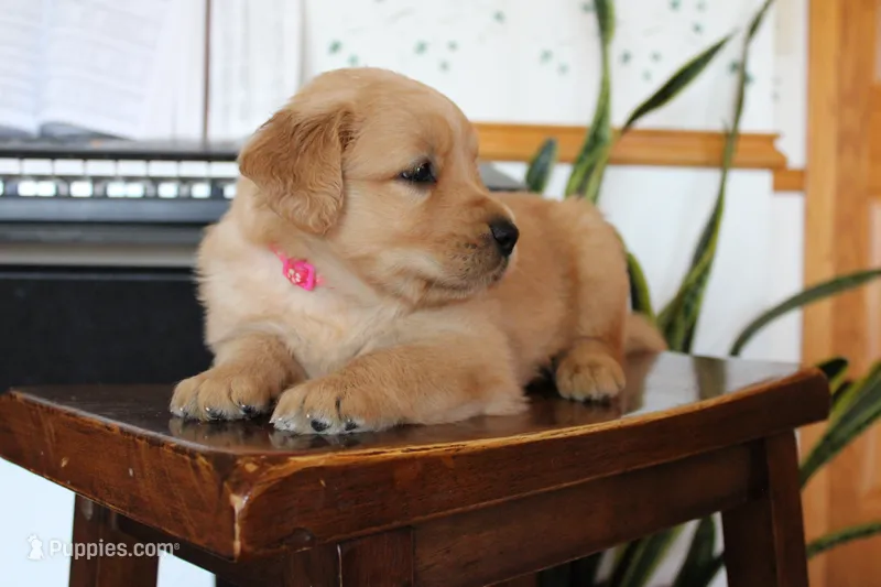 Toffee – Golden Retriever puppy for sale in Nora Springs, IA