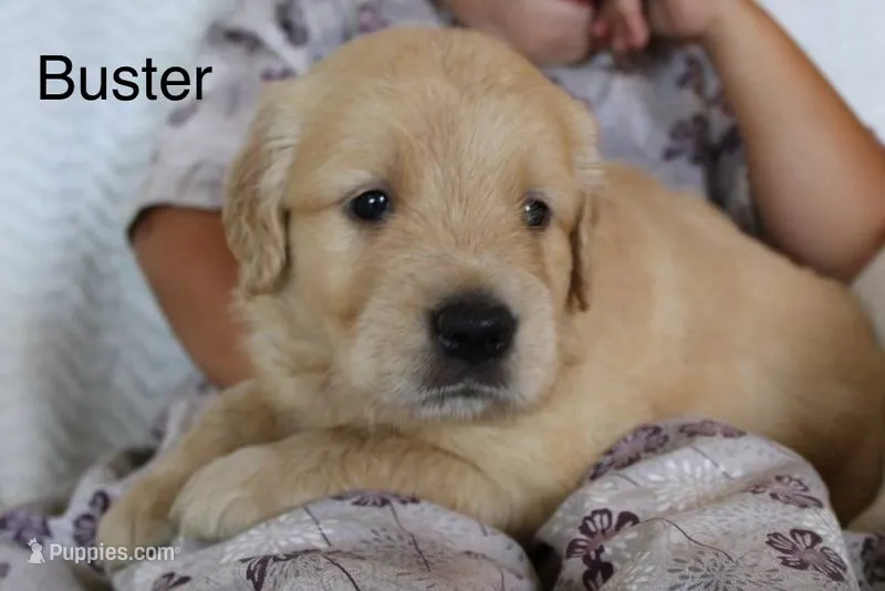 Buster – Golden Retriever puppy for sale in Nora Springs, IA